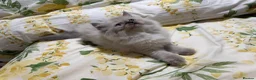 Persian cats for sale: Persian  - Advert 4
