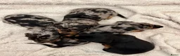 Miniature Dachshund dogs for sale: Mini dachshund pupies KC reg DNA tested parents - Advert 3
