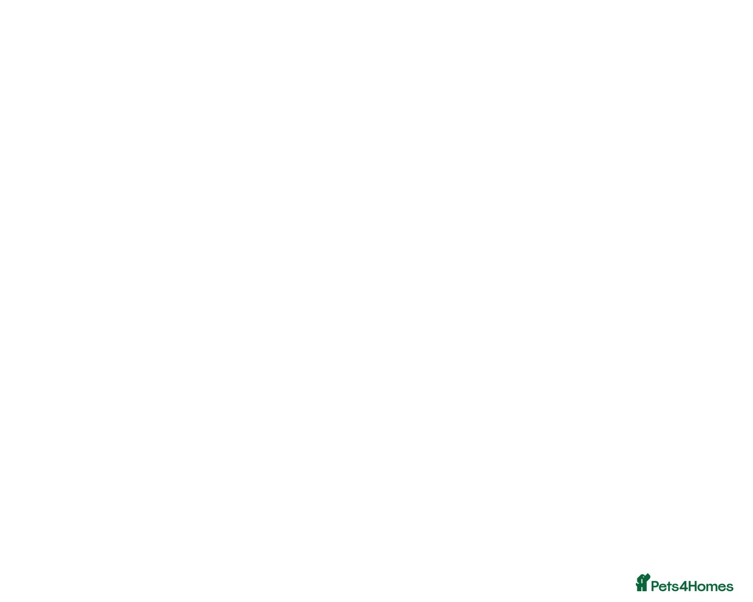 Mixed Breed cats Fluffy Adorable Kittens - Advert 2