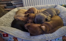 Miniature Dachshund dogs for sale: Beautiful miniature dachshunds for sale  - Image 1