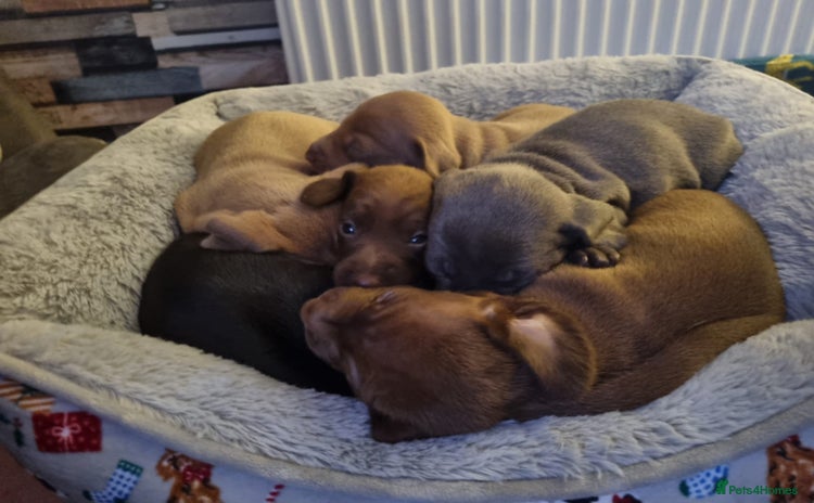 Miniature Dachshund dogs - Advert 1