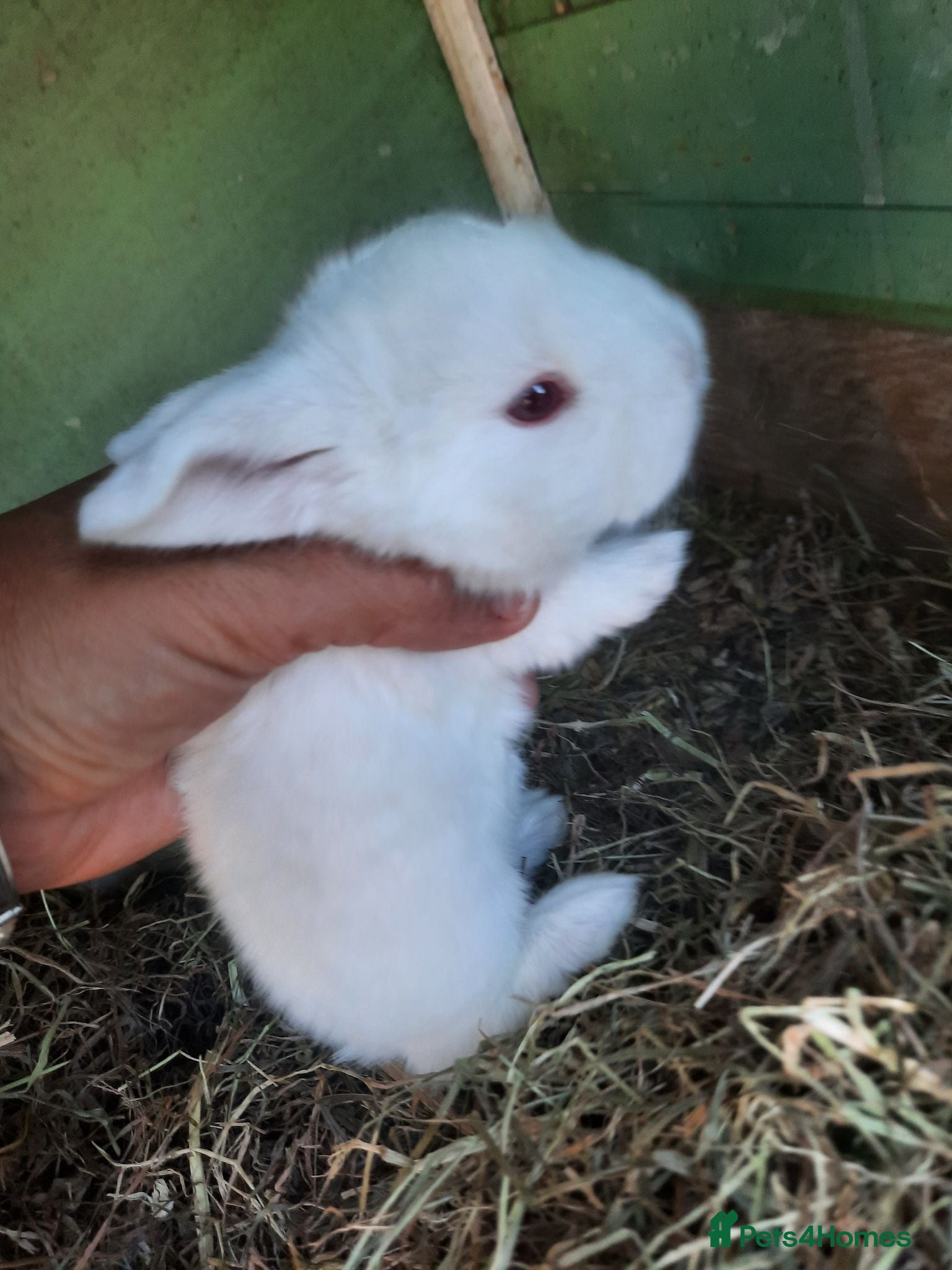 Mini Lop rabbits Mini lop babies for sale 2 white girls left - Advert 14