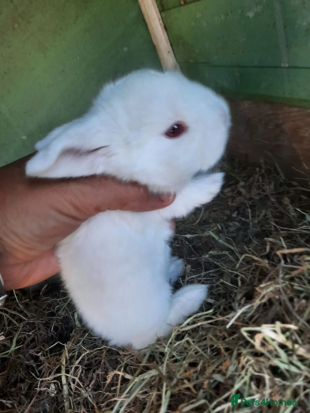 Mini Lop rabbits for sale: Mini lop babies for sale 2 white girls left - Advert 1