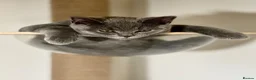 British Shorthair cats for sale: 🐾 Stunning British Shorthairs kittens (Ready Now) - Advert 10