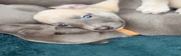 Whippet dogs for sale: Gorgeous Whippets Ready for forever Home - Advert 36