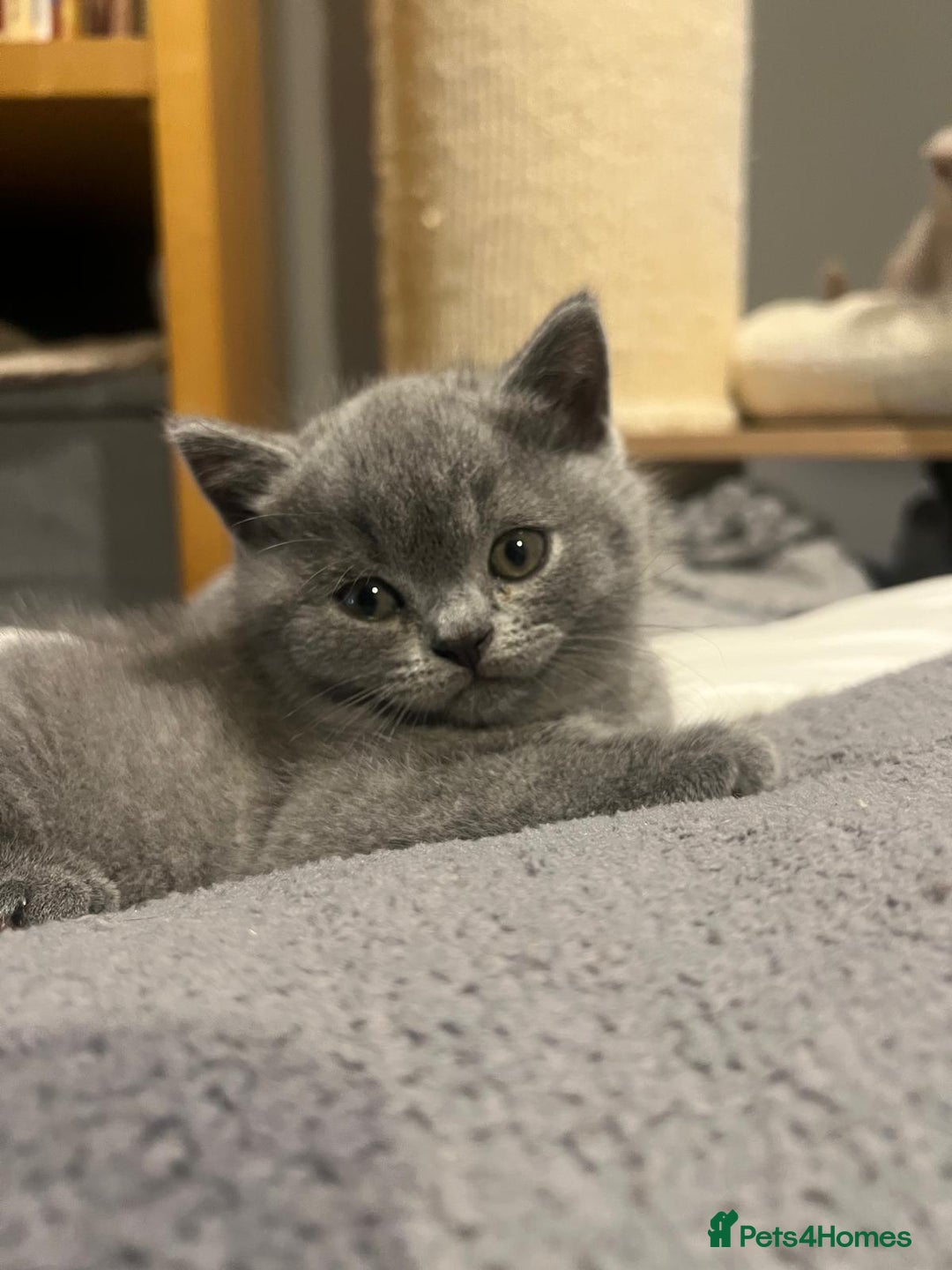British Shorthair cats for sale: GCCF Registered Championship Line BSH Kittens - Image 9