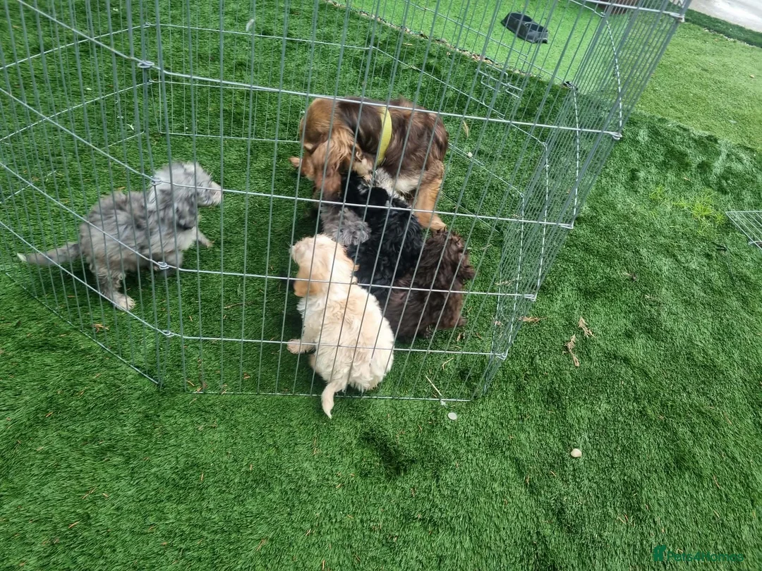 Cockapoo dogs for sale: Beautiful cockapoo  - Advert 37