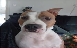 American Bull Staffy dogs for sale: 'Dodge' (boy) - Image 13