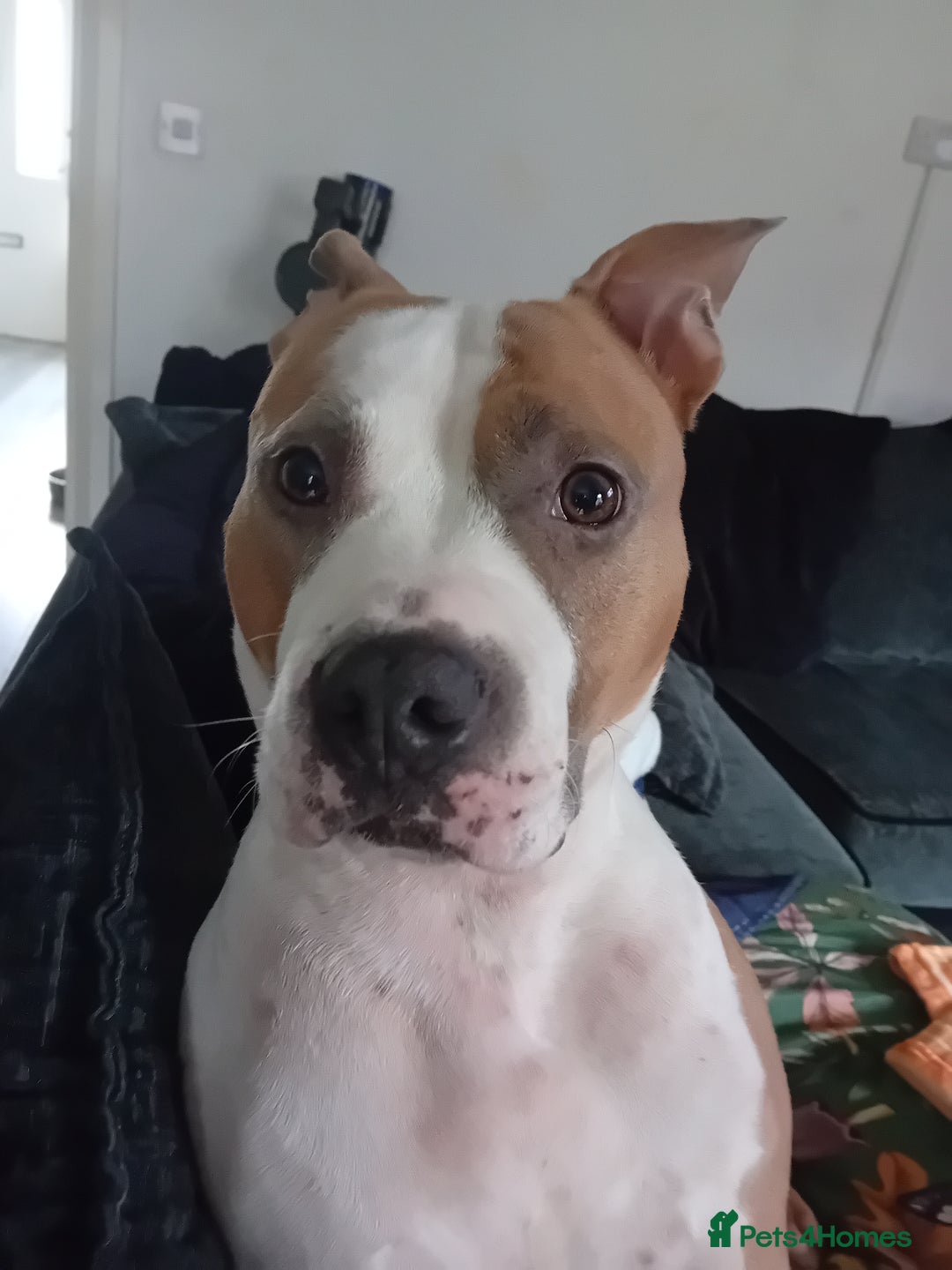 American Bull Staffy dogs for sale: 'Dodge' (boy) - Image 13