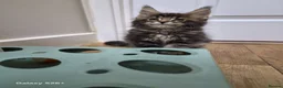 Maine Coon cats for sale: Licensed breeder-maine coon  - Advert 15