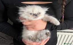 Persian cats for sale: 2 male 4 female  - Image 6