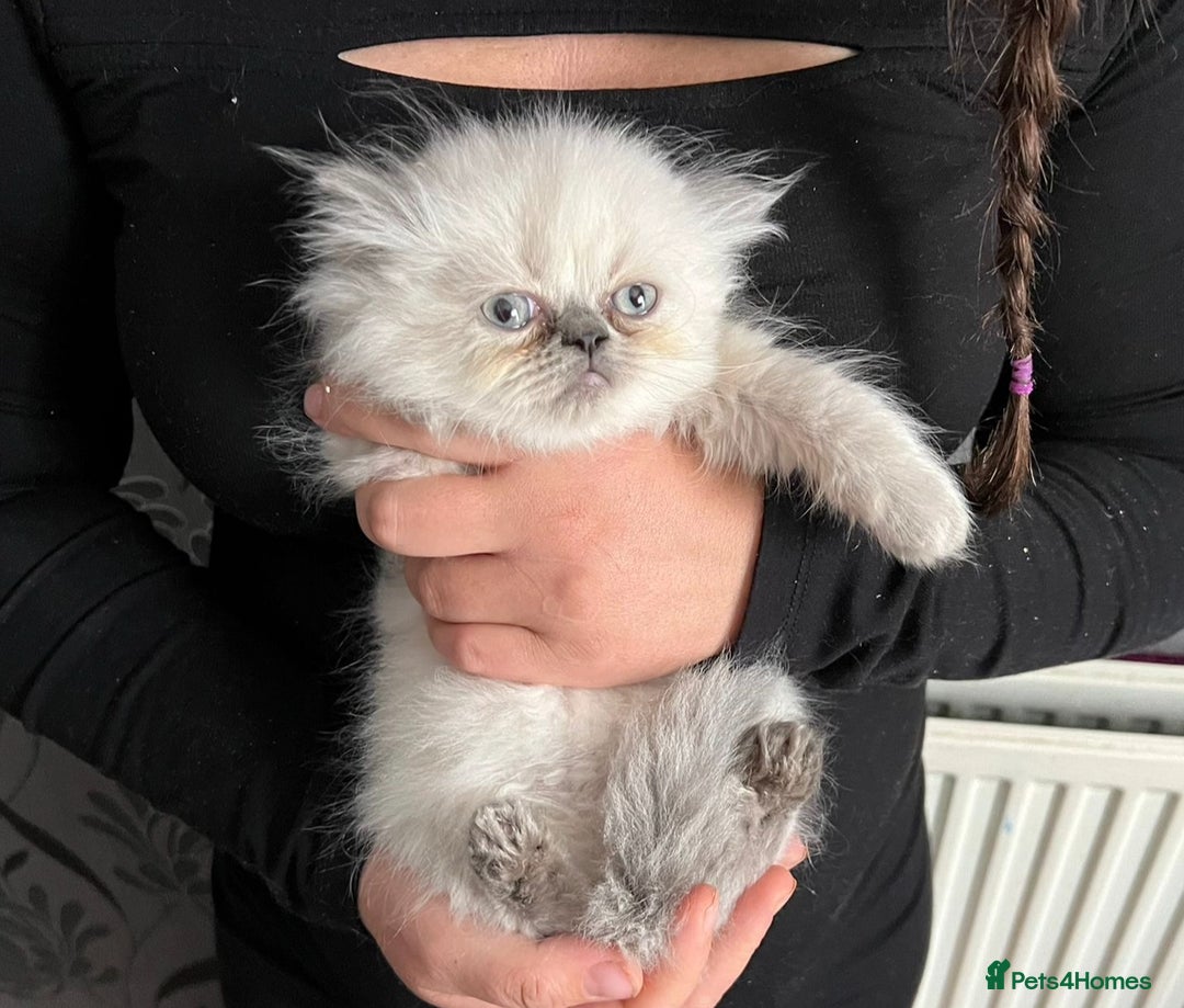 Persian cats for sale: 2 male 4 female  - Image 6
