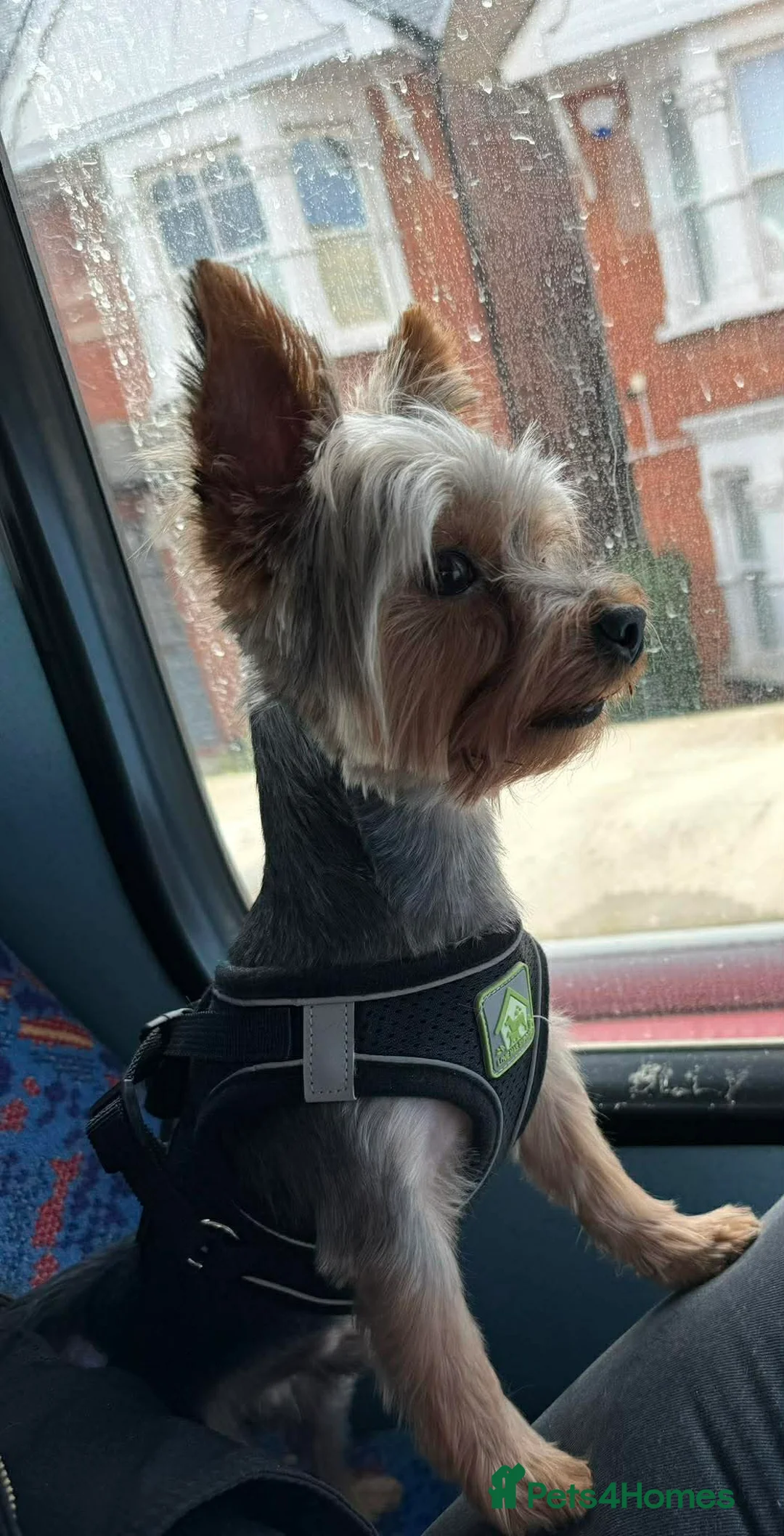 Yorkshire Terrier dogs for sale: Yorkshire Terrier - Advert 2