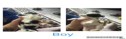 Shihpoo dogs for sale: Beautiful shihpoo puppy’s  - Advert 7