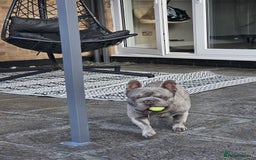 French Bulldog dogs for sale: 2 year old Blue Brindle French Bulldog - Image 5
