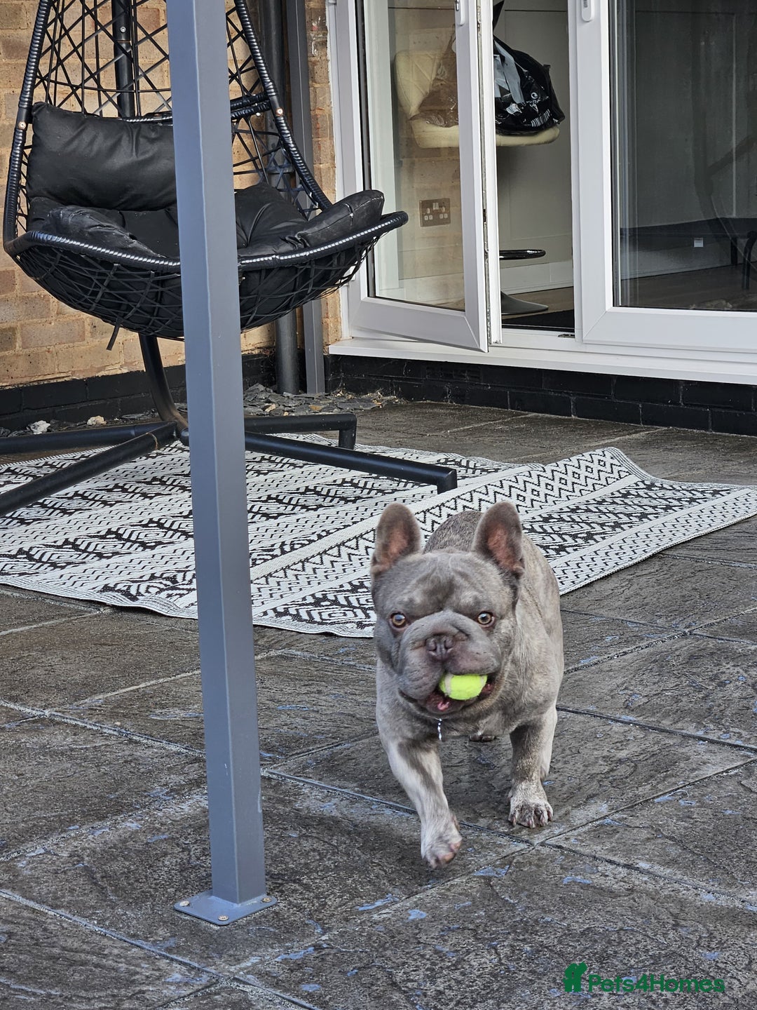 French Bulldog dogs for sale: 2 year old Blue Brindle French Bulldog - Image 5