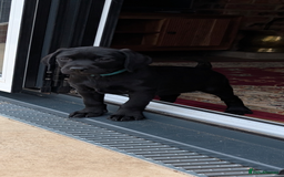Labrador Retriever dogs for sale: Stunning black KC registered working Labradors  - Image 17