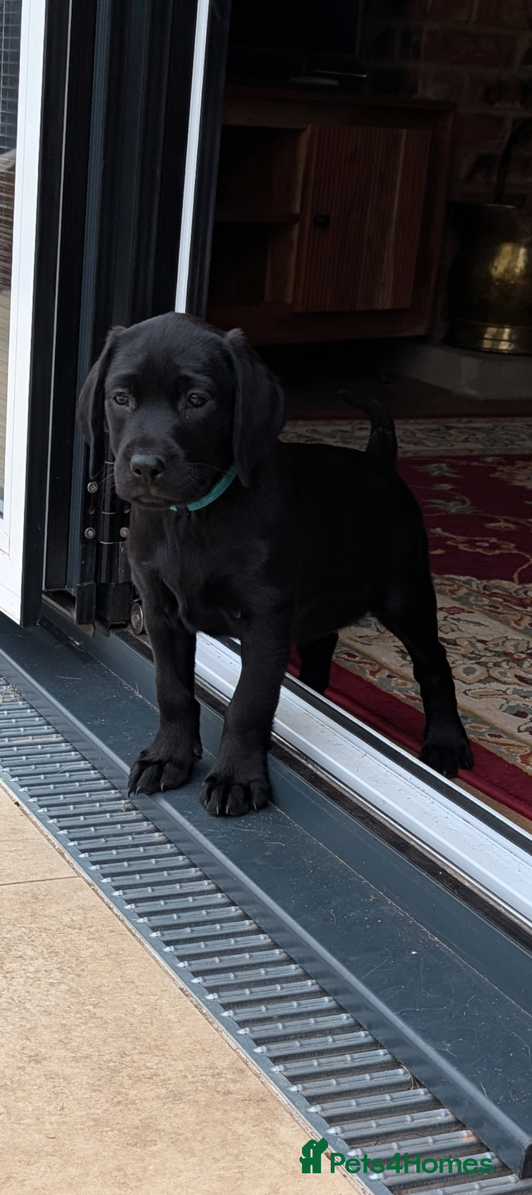 Labrador Retriever dogs for sale: Stunning black KC registered working Labradors  - Image 17