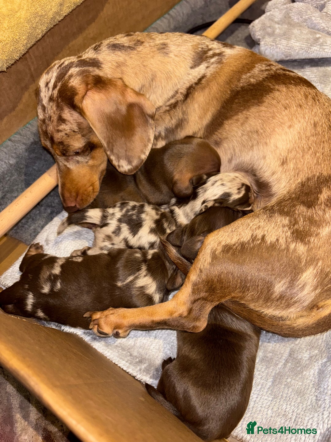 Miniature Dachshund dogs for sale: Miniature dachshund  - Advert 24