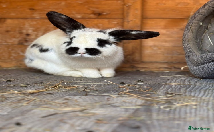 English Lop rabbits - Advert 1