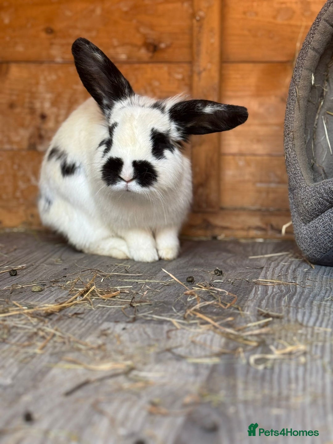 English Lop rabbits for sale: Two mini lop rabbits  - Image 1