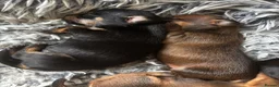 Chiweenie dogs for sale: 4 Gorgeous Chiwennie puppies - Advert 5