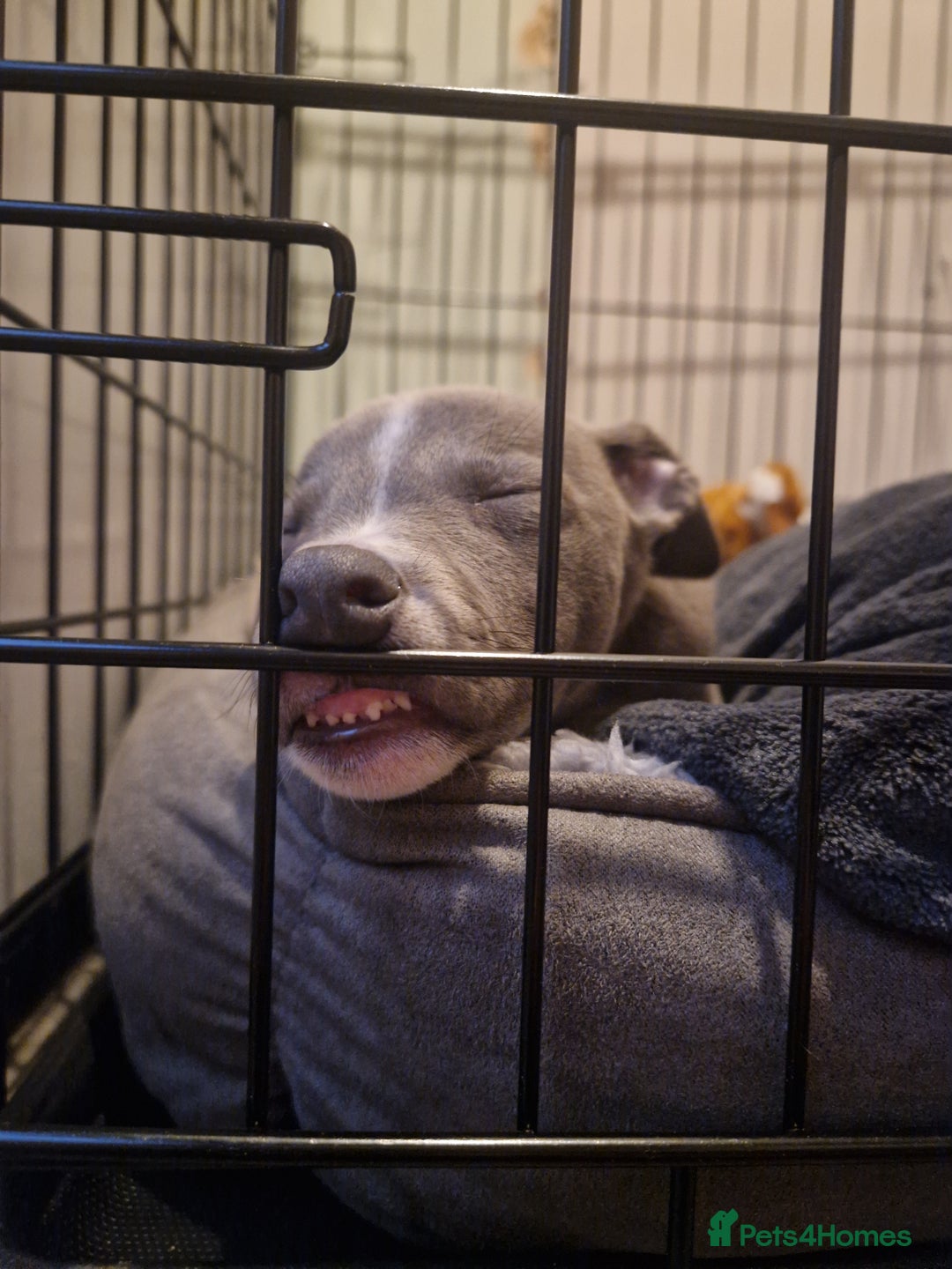 Whippet dogs for sale: BEAUTIFUL BLUE WHIPPET GIRL  - Image 2