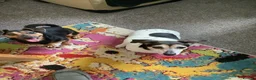 Jack Russell dogs for sale: Buddy and holly - Advert 1