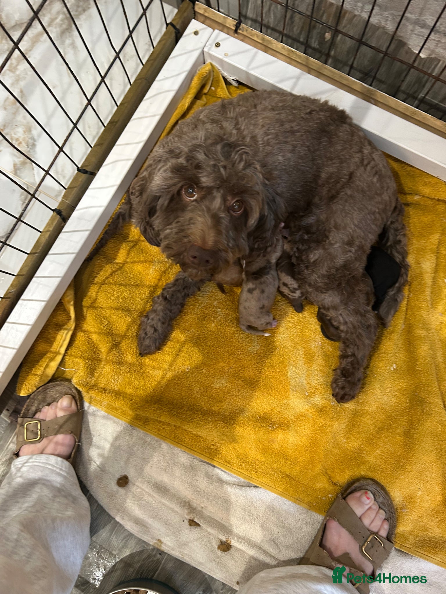 Sproodle dogs Quality f2b sproodles - Advert 1