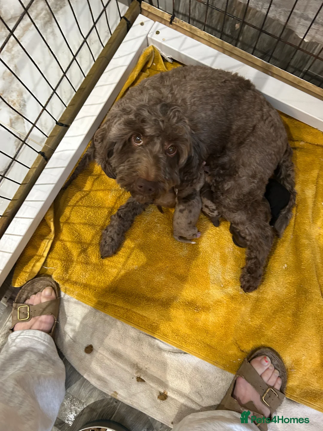 Sproodle dogs for sale: Quality f2b sproodles in Preston - Advert 1