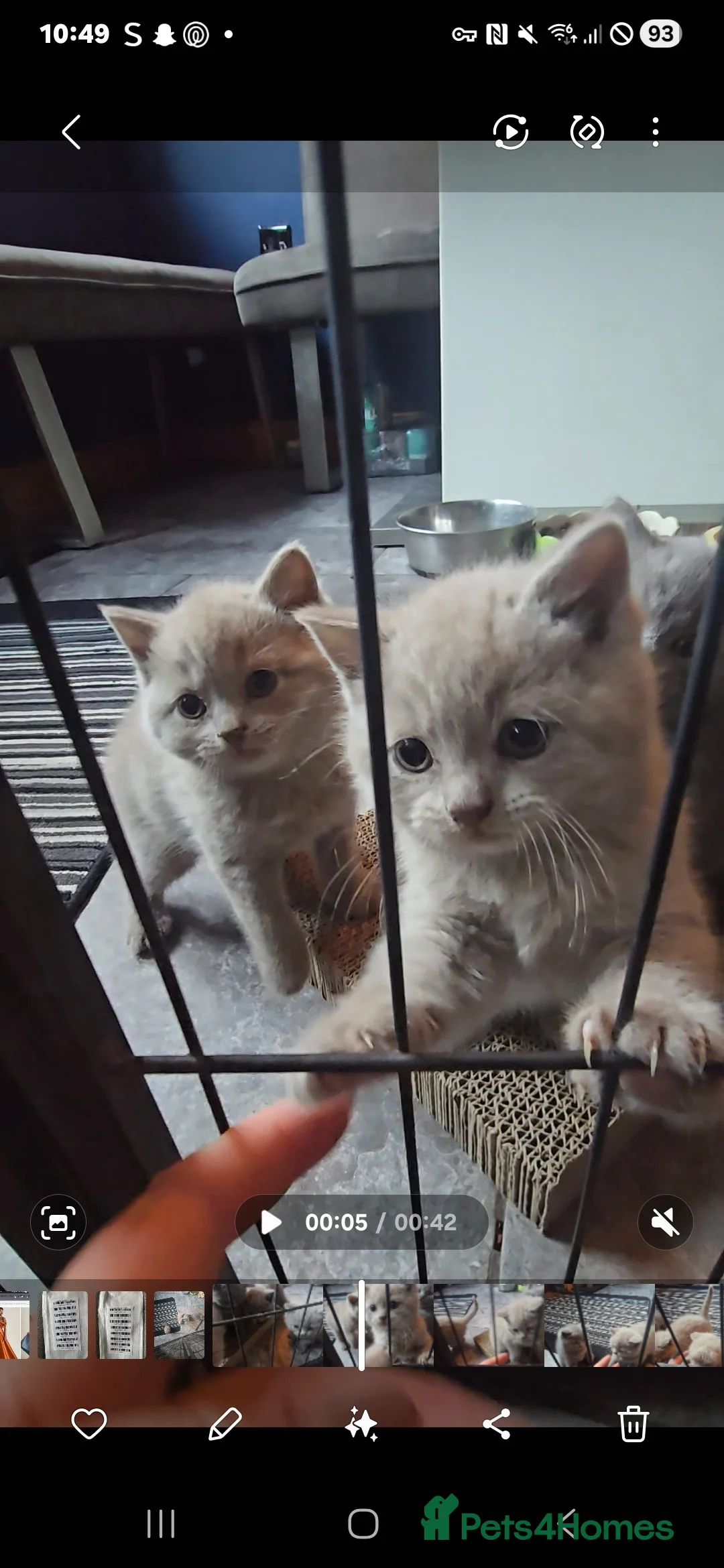 British Shorthair cats for sale: 6 british short hair ready to go  - Advert 20