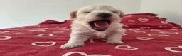 Maltipoo dogs for sale: Puppy maltipoo  in Doncaster - Advert 4