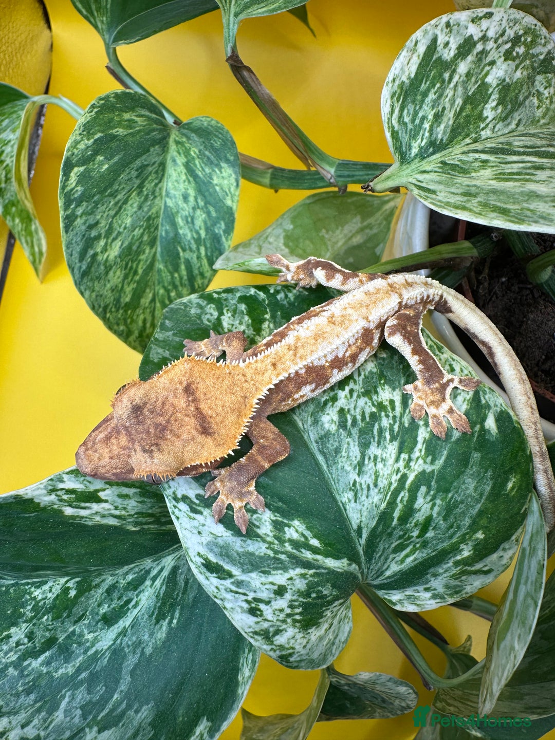 Gecko reptiles for sale: Crested Gecko babies/juveniles - Red Lily whites  in Leicester - Advert 2
