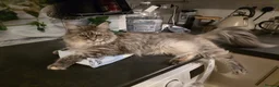 Maine Coon cats for sale: Cleo - Maine Coon - Looking for a loving home. - Advert 20