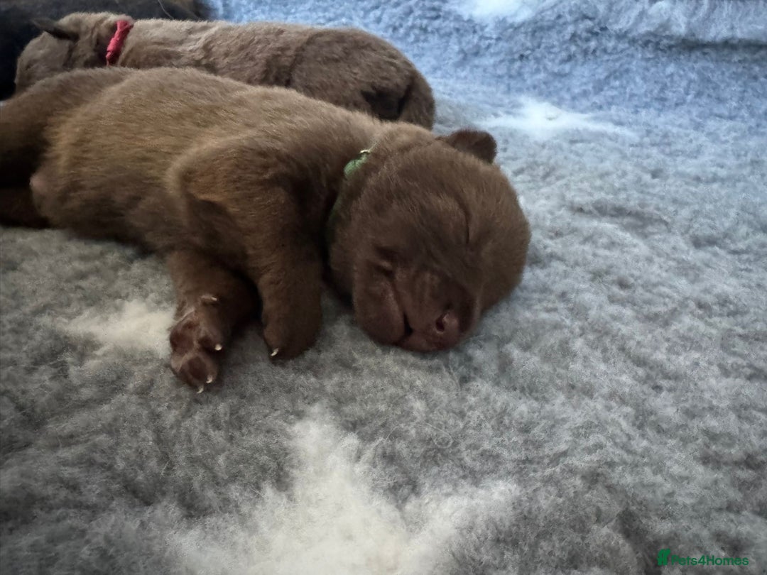 German Shepherd dogs for sale: Stunning German Shepherd X Puppies  - Advert 17