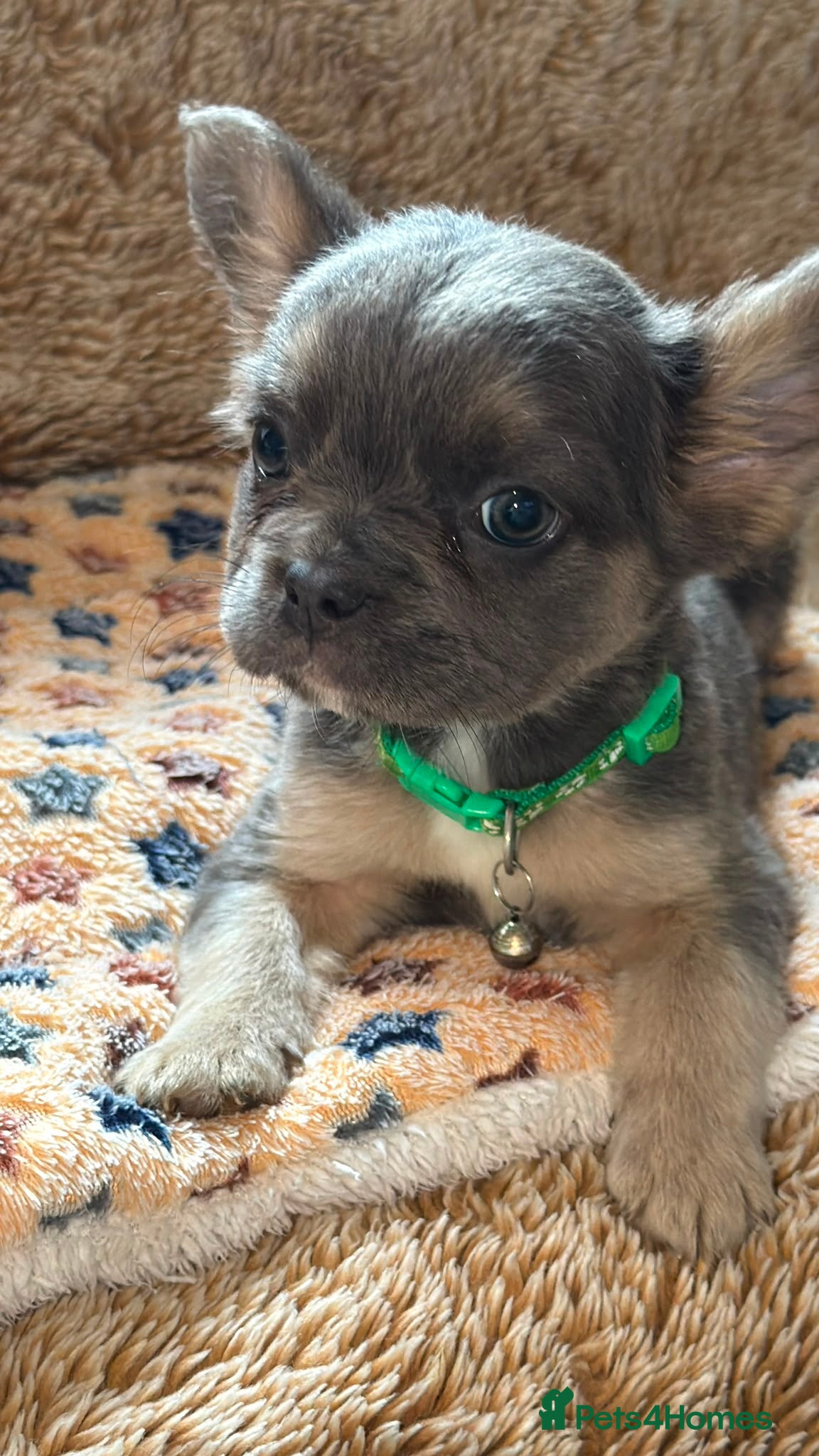 French Bulldog dogs Best in west mids.5 star super full fluffy litter - Advert 2