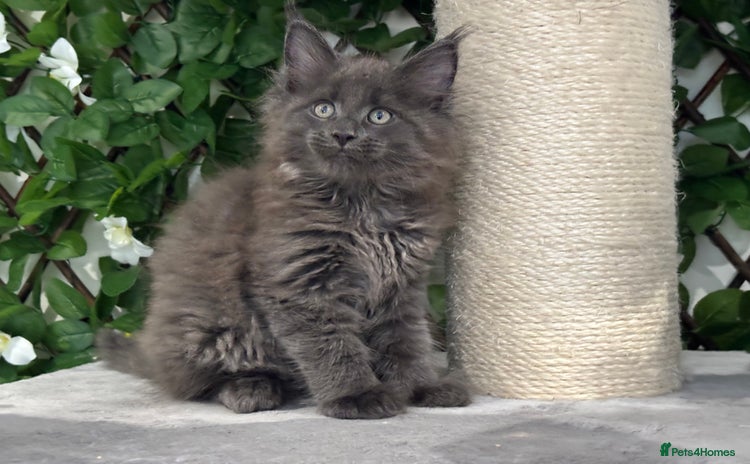 Maine Coon cats - Advert 1