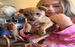 Jack Russell dogs for sale: Gorgeous Jack Russell Puppies - Image 5