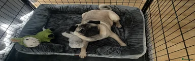 Pug 1