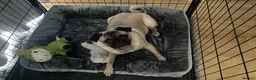 Pug dogs for sale: Pug  months  in Southampton - Advert 3