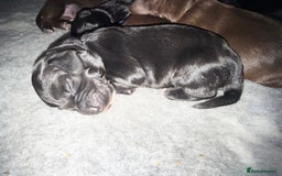 Cocker Spaniel dogs for sale: Cocker Spaniel Puppies - Image 14