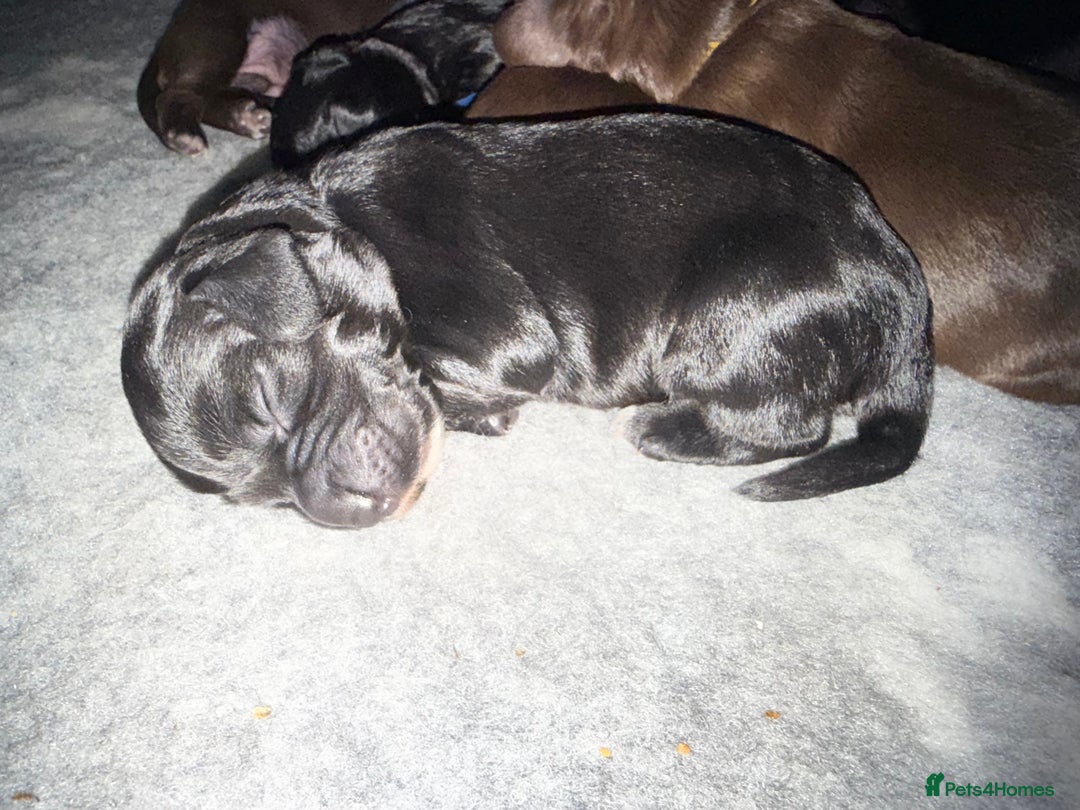 Cocker Spaniel dogs for sale: Cocker Spaniel Puppies - Image 14