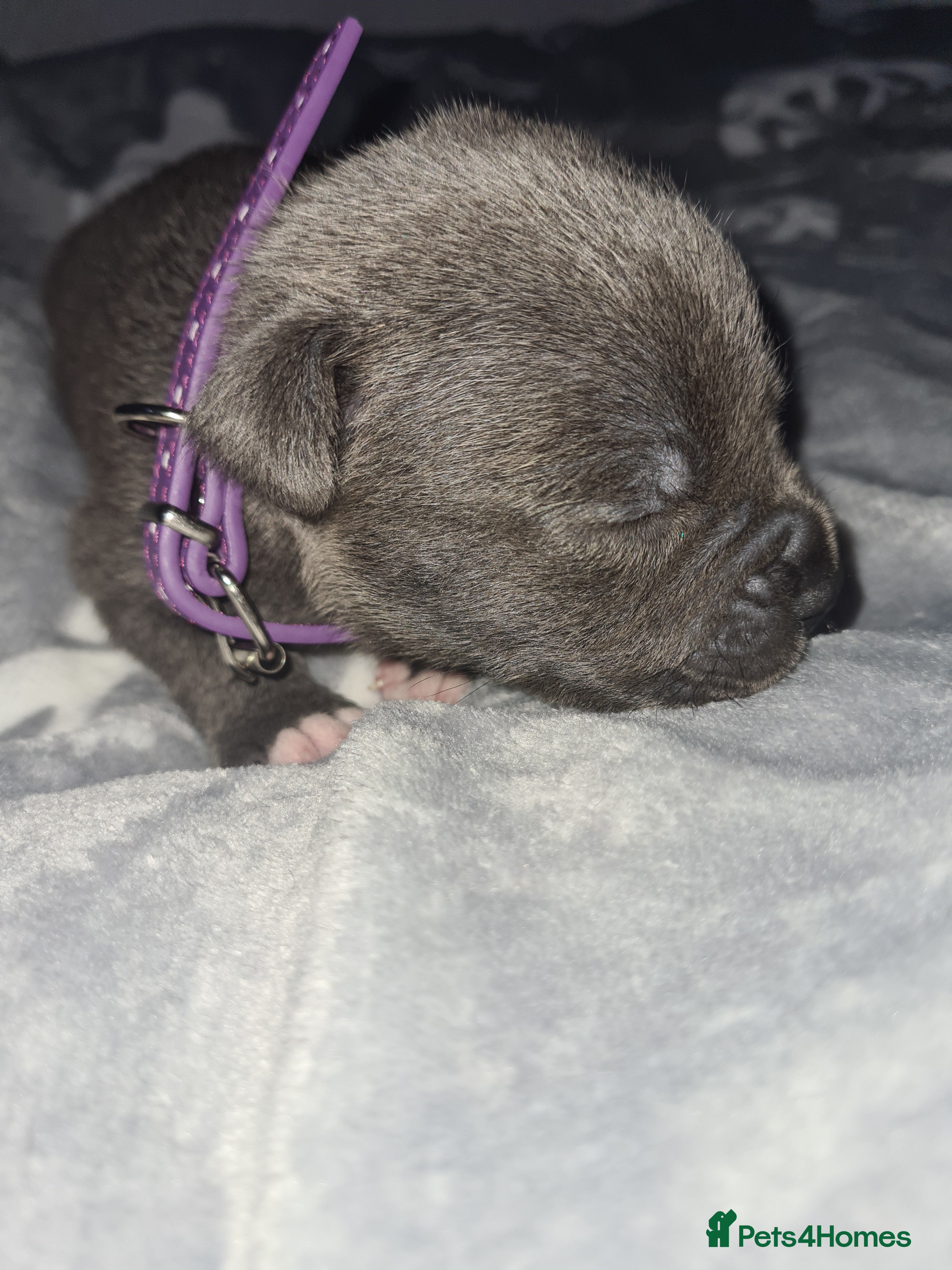 Staffordshire Bull Terrier dogs Blue KC staffys - Advert 11