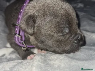 Staffordshire Bull Terrier dogs Blue KC staffys - Advert 11
