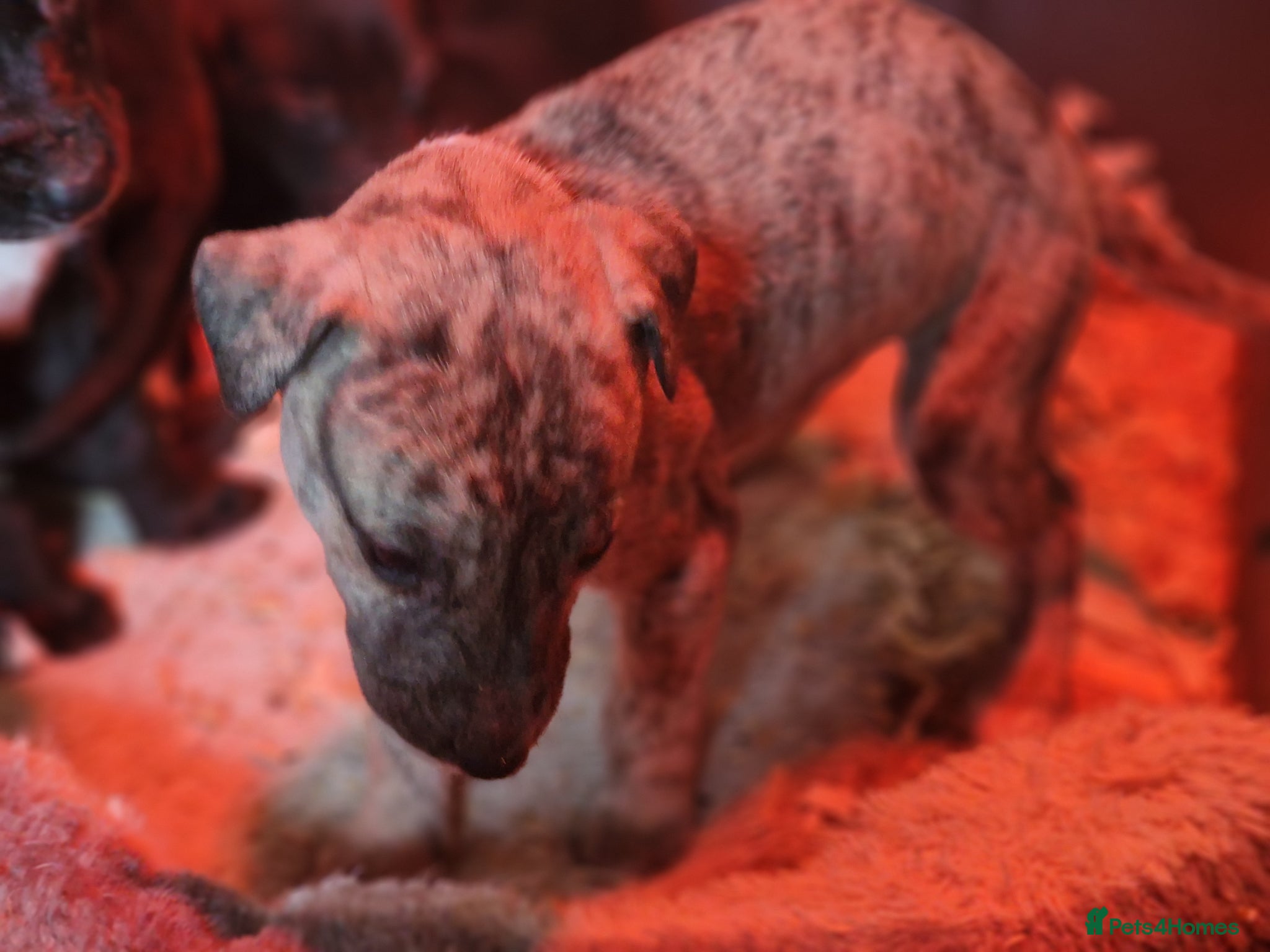 Mixed Breed dogs Lurcher x  - Advert 1