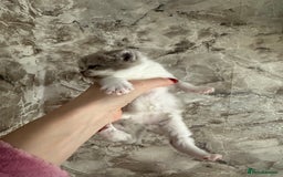 British Shorthair cats for sale: 🍫 🧸Beautiful TICA Registered British Short 🧸🍫 - Image 13