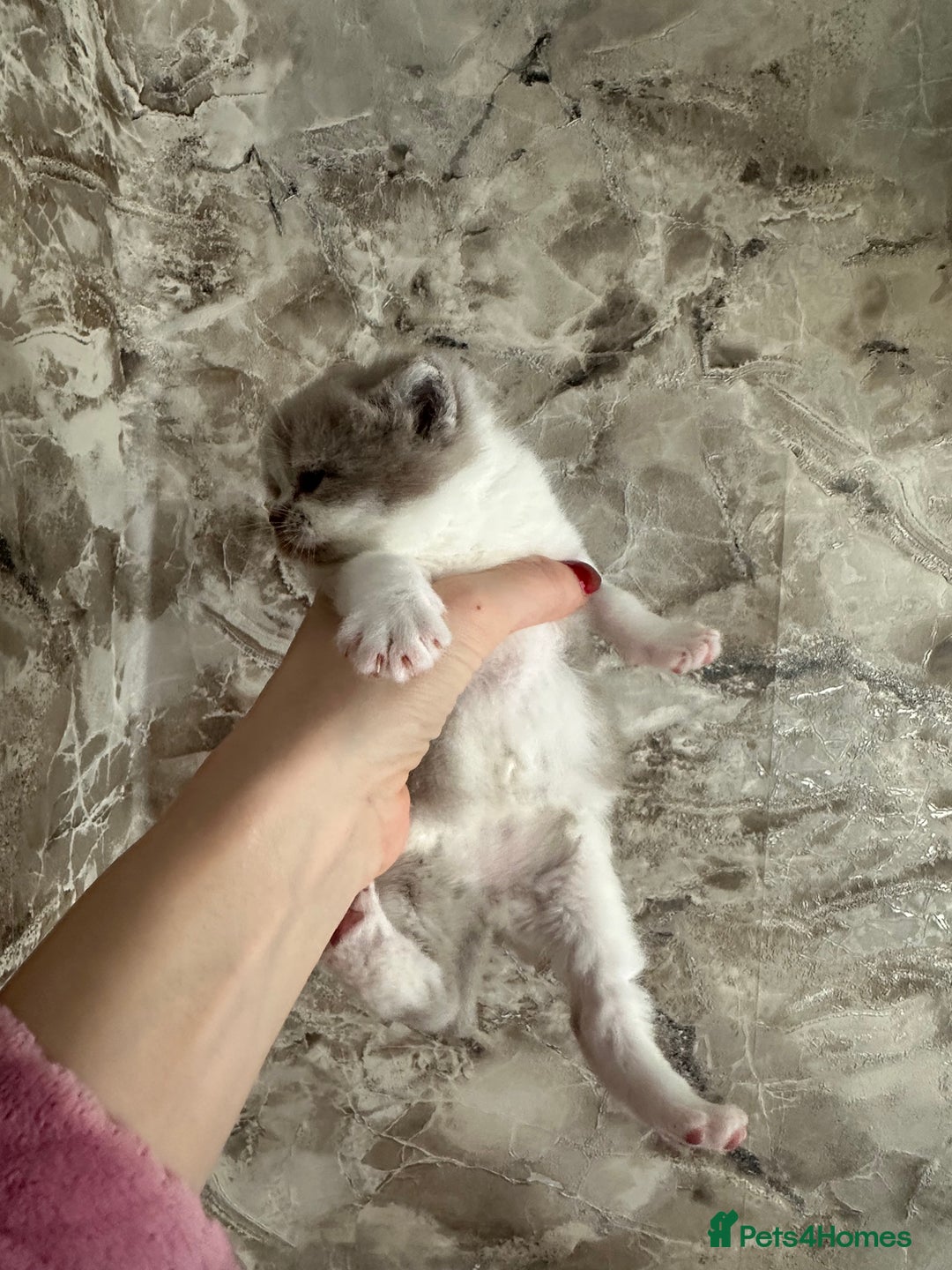 British Shorthair cats for sale: 🍫 🧸Beautiful TICA Registered British Short 🧸🍫 - Image 13