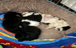 Shih Tzu dogs for sale: Two little boy Shih Tzu looking for their family - Advert 9