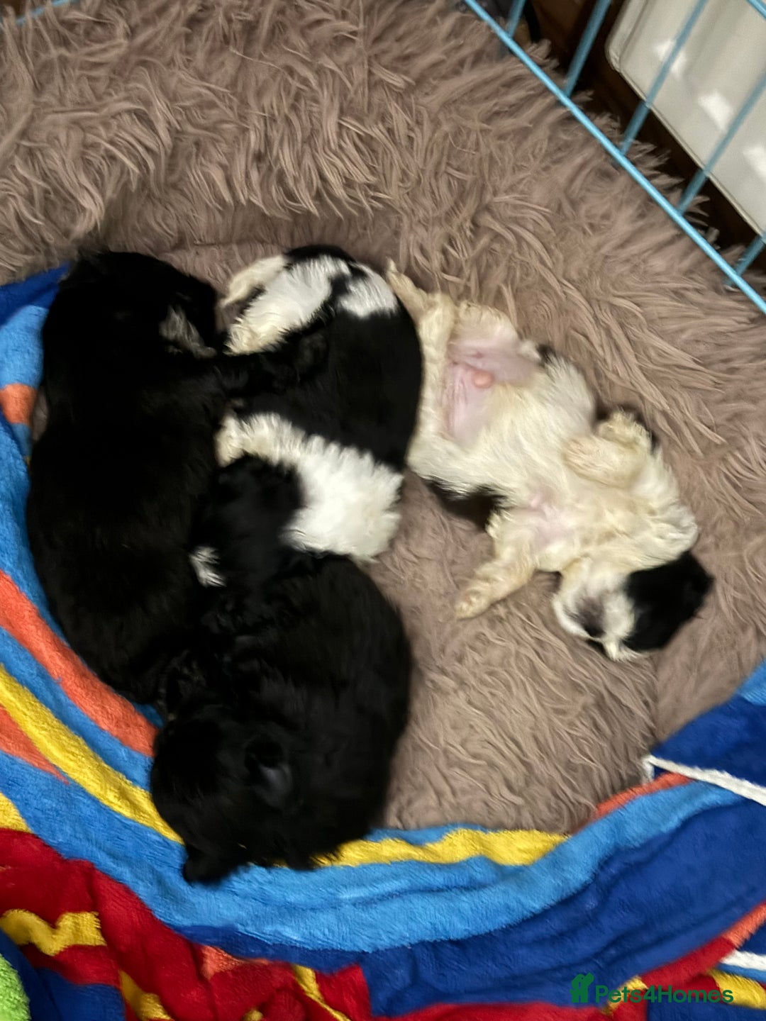 Shih Tzu dogs for sale: Two little boy Shih Tzu looking for their family - Advert 9