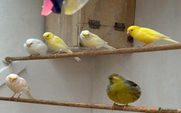 Canaries birds for sale: Canaries fifes and dimphoric  - Image 1